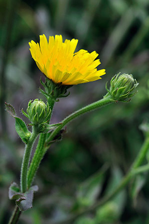 Oxtongue_Hawkweed_LP0235_61_Betchworth_Quarry