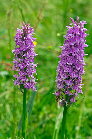 Marsh-orchid_Hybrid_LP0232_77_Horsell_Common