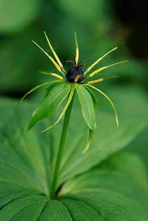 Herb-paris_LP0228_28_Merstham