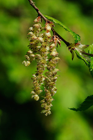 Hornbeam_LP0227_11_Hornecourt_Wood