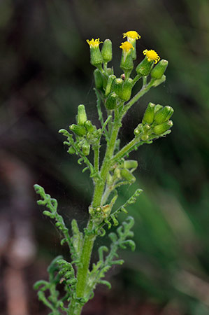 Groundsel_Heath_LP0232_26_Horsell_Common