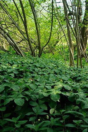 Herb-paris_LP0228_03_Merstham