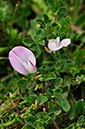 Restharrow_Common_LP0235_49_Betchworth_Quarry