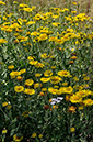 Fleabane_Common_LP0238_29_Eden_Valley