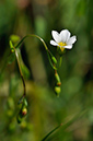 Flax_Fairy_LP0235_39_Betchworth_Quarry