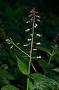 Enchanters-nightshade_LP0232_08_Horsell_Common
