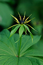 Herb-paris_LP0228_21_Merstham