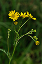 Ragwort_Marsh_LP0234_72_Ham