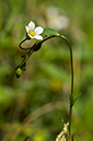 Flax_Fairy_LP0235_33_Betchworth_Quarry