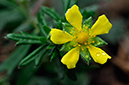 Cinquefoil_Hoary_LP0233_62_Thursley