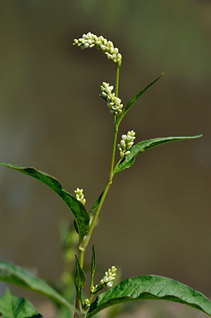 Persicaria_Pale_LP0238_35_Eden_Valley