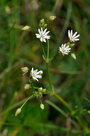 Stitchwort_Lesser_LP0230_60_Rowhill