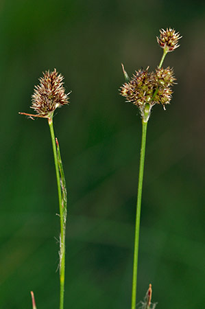 Wood-rush_Heath_LP0229_39_Bagshot_Heath