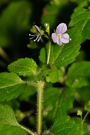 Speedwell_Wood_LP0230_29_Rowhill1