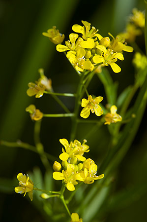 Yellow-cress_Marsh_LP0231_24_Ditton_Field