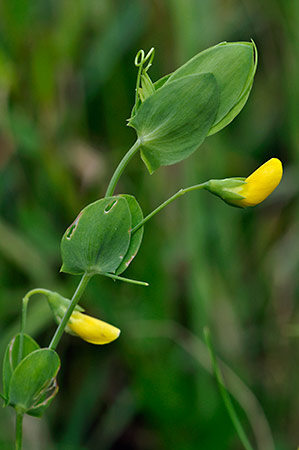 Vetchling_Yellow_LP0234_22_Ham