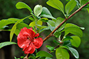 Quince_Flowering_LP0229_06_Bagshot_Heath