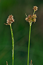 Wood-rush_Heath_LP0229_39_Bagshot_Heath