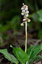 Wintergreen_Common_LP0233_89_Thursley