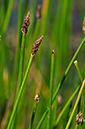 Spike-rush_Common_LP0232_52_Horsell_Common