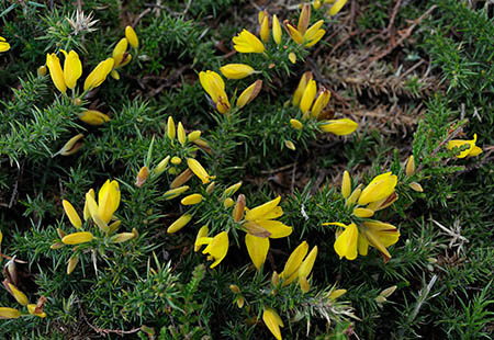 Gorse_Dwarf_LP0257_59_Henley_Park_crop