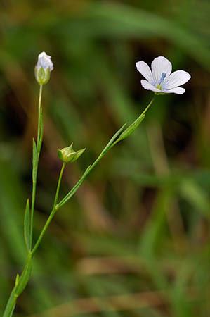 Flax_Pale_LP0250_03_Wembury