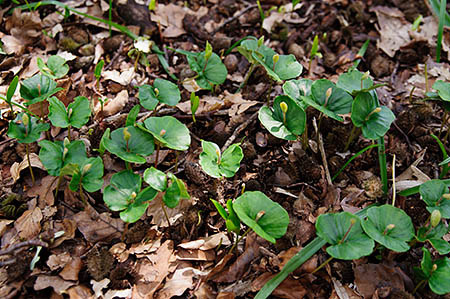 Beech_LP0240_07_Staffhurst_Wood