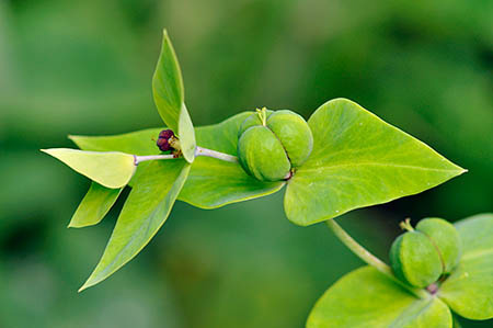 Spurge_Caper_LP0249_09_Limpsfield_Chart