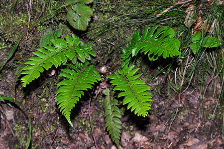 Shield-fern_Hard_LP0249_25_Limpsfield_Chart