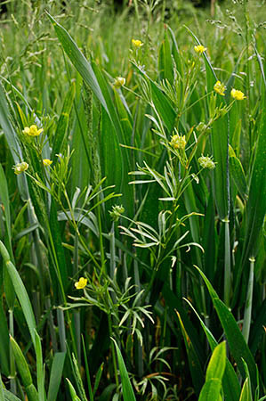 Buttercup_Corn_LP0242_12_Outwood