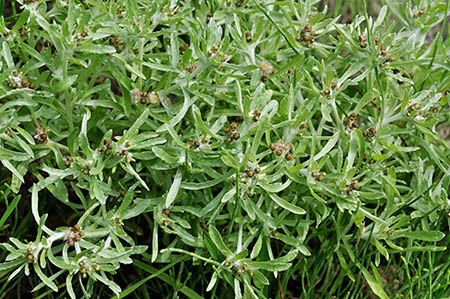 Cudweed_Marsh_LP0255_33_Frensham