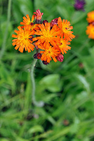 Fox-and-cubs_LP0249_02_Limpsfield_Chart