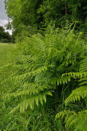 Bracken_LP0245_56_Polesden_Lacey