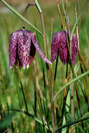Fritillary_Snakeshead_LP0239_01_Coldharbour