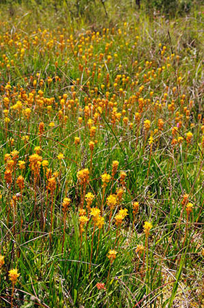 Asphodel_Bog_LP0251_11_Chobham_Common