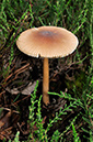 Amanita_fulva_LP0251_23_Chobham_Common