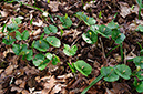 Beech_LP0240_07_Staffhurst_Wood