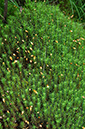 Haircap_Moss_LP0251_16_Chobham_Common