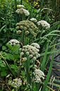 Angelica_Wild_LP0252_34_Windsor