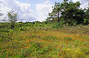 Asphodel_Bog_LP0251_04_Chobham_Common