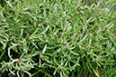 Cudweed_Marsh_LP0255_33_Frensham