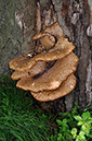 Polyporus_squamosus_LP0243_24_Gatton_Park