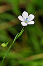 Flax_Pale_LP0250_07_Wembury