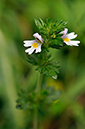 Eyebright_LP0252_19_Windsor