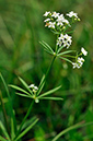 Bedstraw_Slender_LP0244_45_Reigate