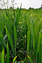 Buttercup_Corn_LP0242_08_Outwood