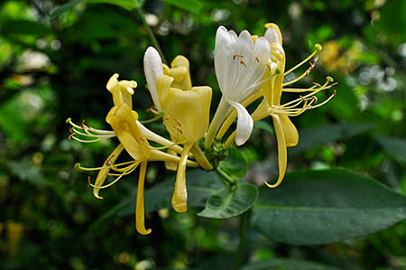 Honeysuckle_LP0249_42_Limpsfield_Chart