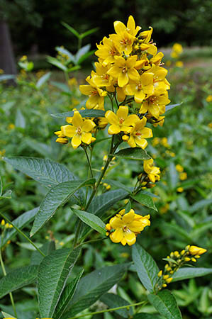 Loosestrife_Yellow_LP0252_14_Windsor