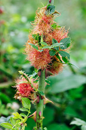 Rose_Gall_LP0251_61_Chobham_Common