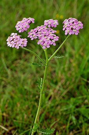 Yarrow_LP0257_71_Henley_Park